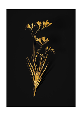 Gold Freesia Botanical Illustration on Black