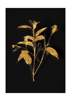 Gold Maranta Arundinacea Botanical on Black