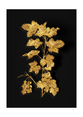 Gold Redcurrant Plant Botanical on Black