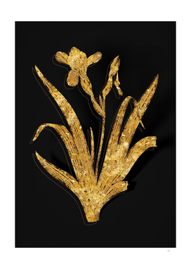 Gold Hungarian Iris Botanical on Black
