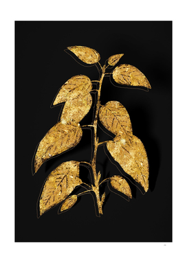 Gold Balsam Poplar Leaves Botanical on Black