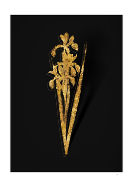 Gold Blue Iris Botanical Illustration on Black