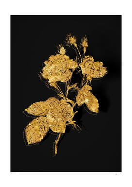Gold Anemone Centuries Rose Botanical on Black