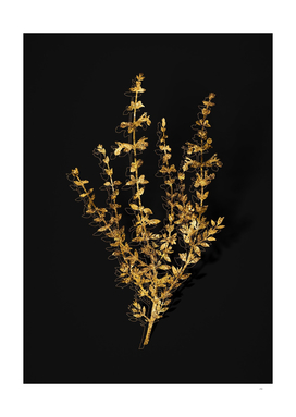 Gold Cat Thyme Plant Botanical on Black