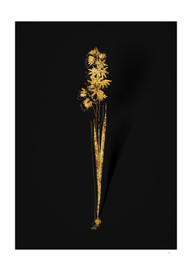 Gold Turquoise Ixia Botanical on Black