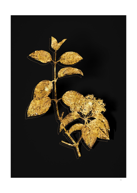 Gold Black Haw Botanical Illustration on Black