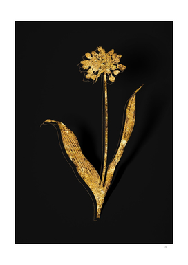 Gold Golden Garlic Botanical Illustration on Black