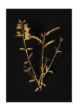Gold Spanish Broom Botanical Illustration on Black