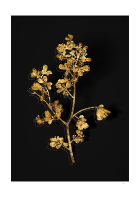 Gold European Buckthorn Botanical on Black