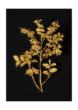 Gold Bilberry Botanical Illustration on Black