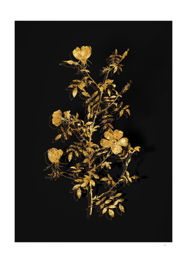 Gold Hedge Rose Botanical Illustration on Black