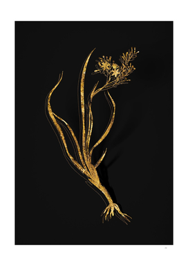 Gold Phalangium Bicolor Botanical on Black
