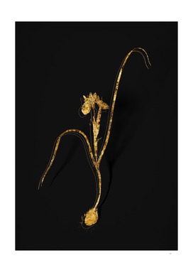 Gold Barbary Nut Botanical Illustration on Black