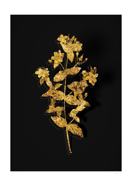 Gold Stinking Tutsan Botanical on Black