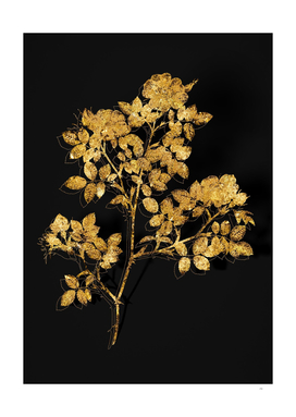 Gold Rose Corymb Botanical Illustration on Black