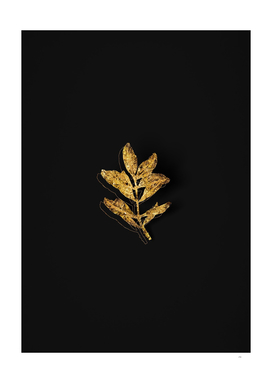 Gold Buxus Colchica Twig Botanical on Black