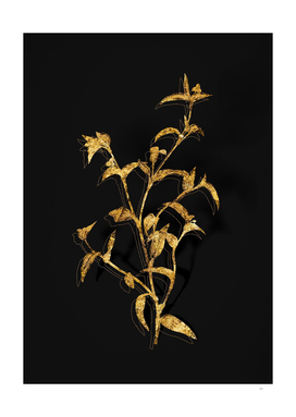 Gold Commelina Africana Botanical on Black