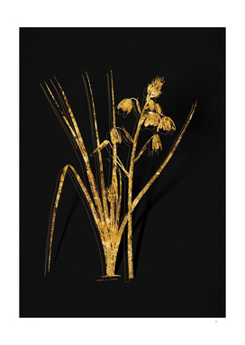 Gold Slime Lily Botanical Illustration on Black