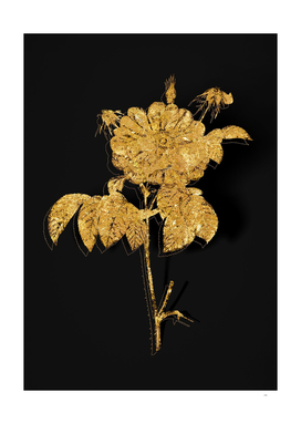 Gold Speckled Provins Rose Botanical on Black