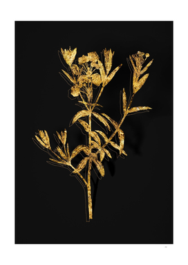 Gold Bog Laurel Bloom Botanical on Black