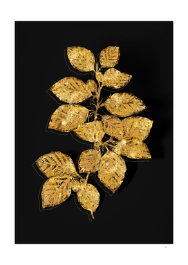 Gold European Beech Botanical on Black