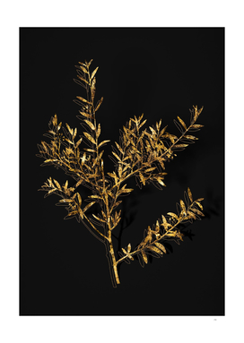 Gold Myrtle Dahoon Branch Botanical on Black