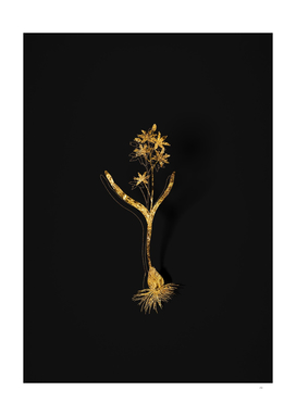 Gold Alpine Squill Botanical Illustration on Black