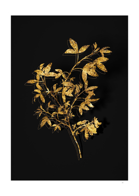 Gold Stinking Bean Trefoil Botanical on Black