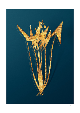 Gold Arrowhead Botanical Illustration on Teal