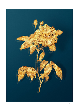 Gold Variegated French Rosebush on Teal
