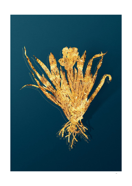 Gold Crimean Iris Botanical Illustration on Teal