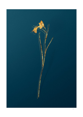 Gold Blue Pipe Botanical Illustration on Teal