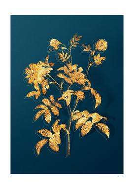 Gold Cinnamon Rose Botanical Illustration on Teal