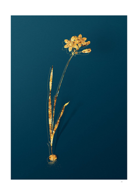Gold Galaxia Ixiaeflora Botanical on Teal