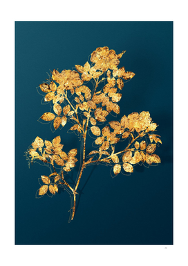 Gold Rose Corymb Botanical Illustration on Teal