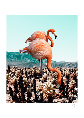 Flamingos In The Desert