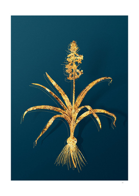 Gold Scilla Patula Botanical Illustration on Teal