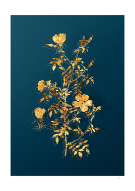 Gold Hedge Rose Botanical Illustration on Teal