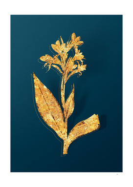 Gold Water Canna Botanical Illustration on Teal