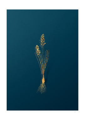 Gold Autumn Squill Botanical Illustration on Teal