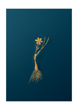 Gold Snowdon Lily Botanical Illustration on Teal