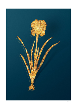 Gold Mourning Iris Botanical Illustration on Teal