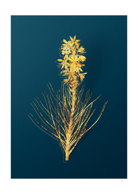Gold Yellow Asphodel Botanical on Teal