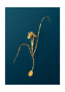Gold Barbary Nut Botanical Illustration on Teal