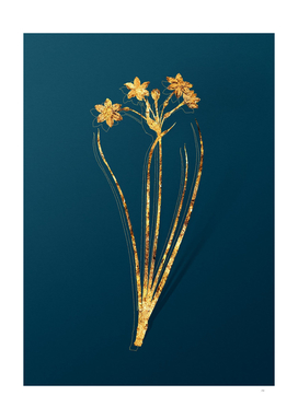 Gold Rush Daffodil Botanical Illustration on Teal