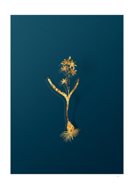 Gold Alpine Squill Botanical Illustration on Teal