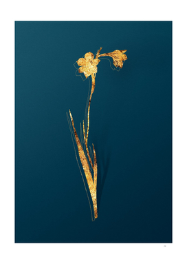 Gold Sword Lily Botanical Illustration on Teal