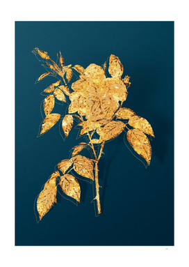 Gold Fragrant Rosebush Botanical on Teal