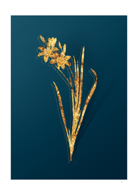 Gold Ixia Tricolor Botanical Illustration on Teal