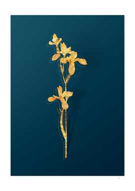 Gold Siberian Iris Botanical Illustration on Teal